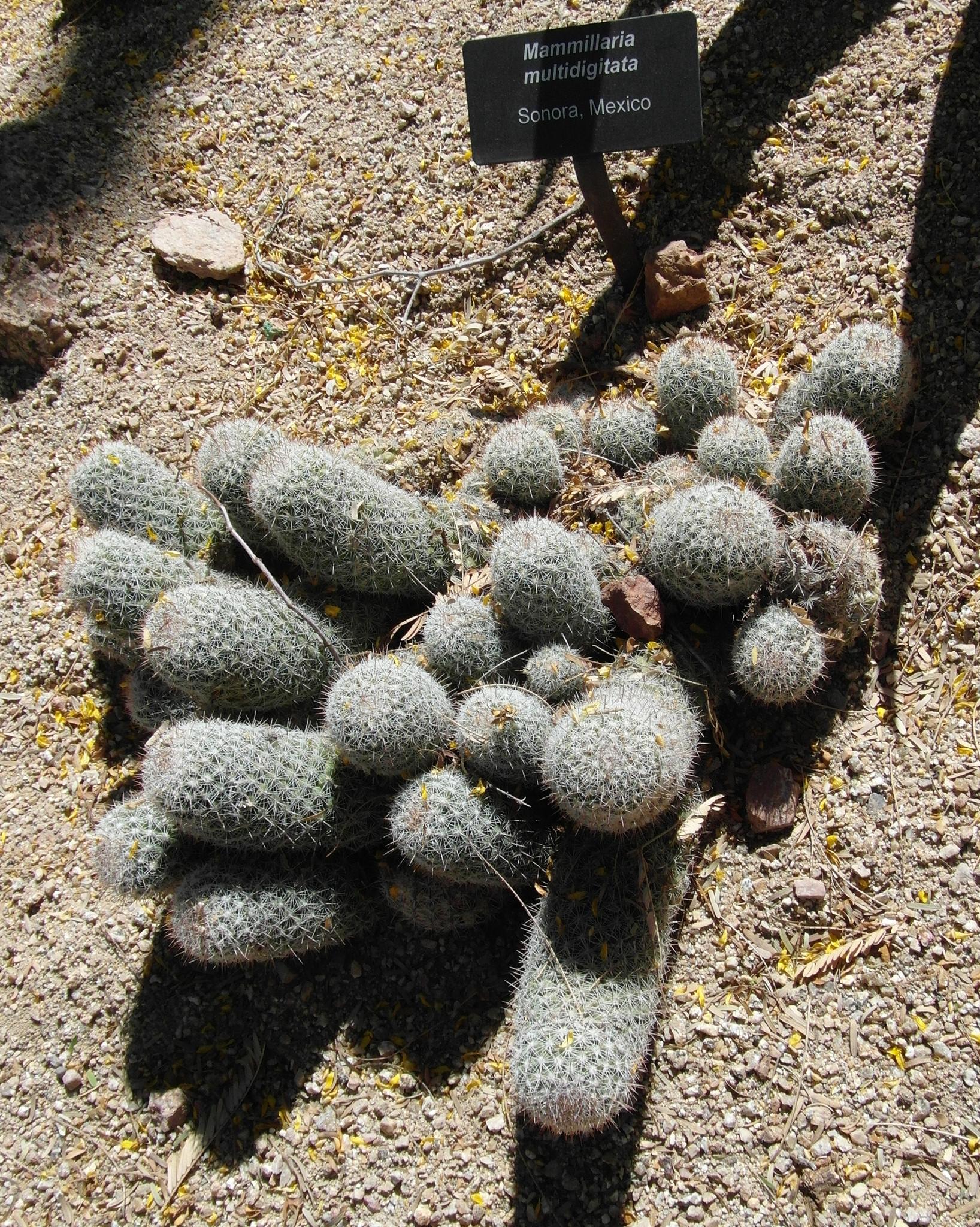 Mammillaria multidigitata
